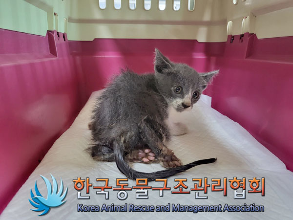 한국동물구조관리협회_411317202300210
